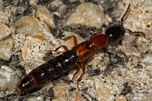 Réf. 330 380 : Xantholinus sp.